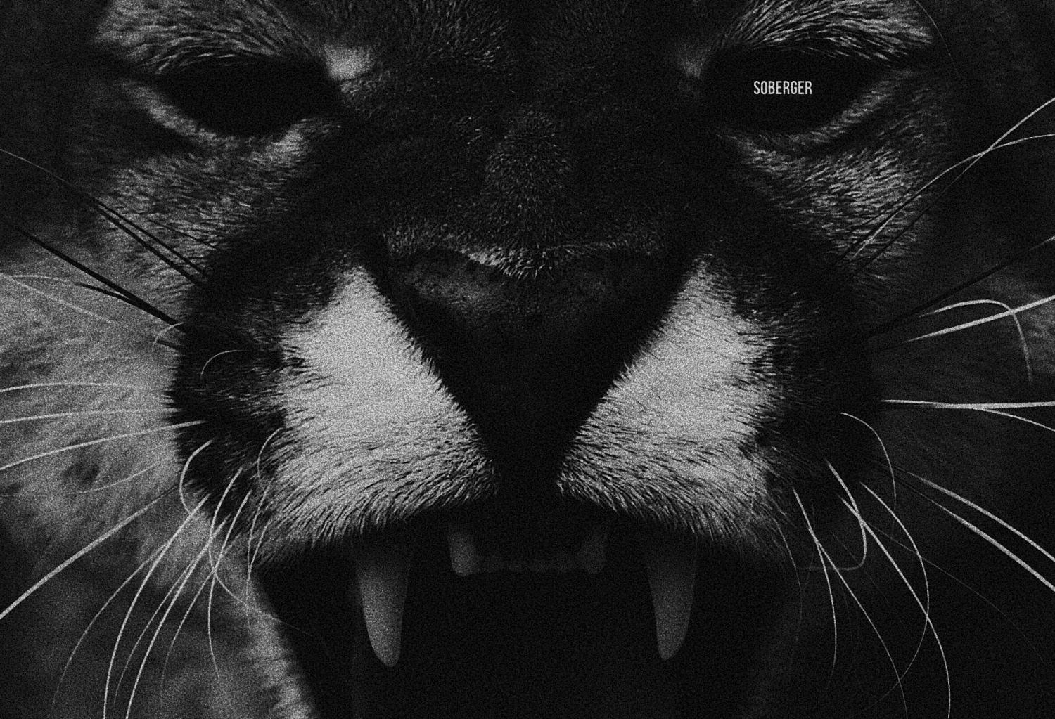 Бренда PUMA, как и adidas родился из разногласий между баварскими братьями Ади и Рудольфом Дасслером. Братья выросли в семье сапожника и прачки в городе Херцогенаурах возле Нюремберга, славившимся своим обувным производством. В 1924 году Дасслеры основали компанию Dassler Brother Shoe Factory, которая специализировалась на производстве спортивной обуви.