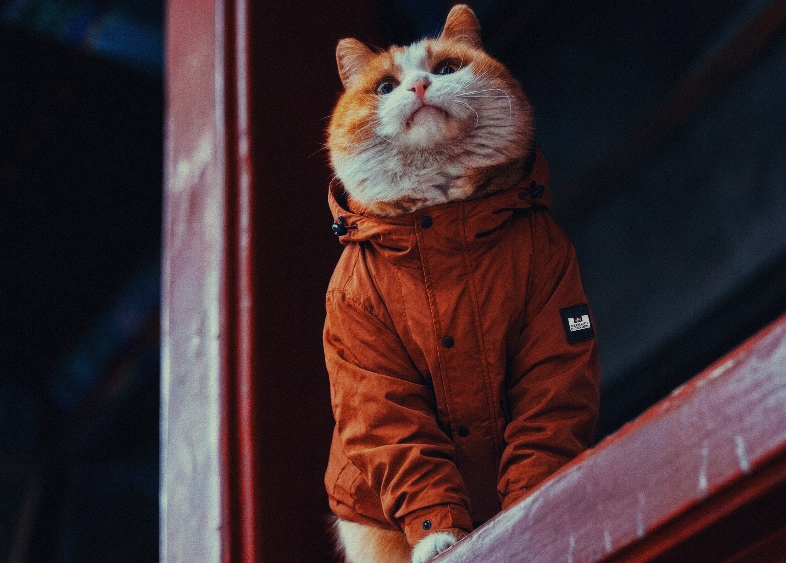 Ну че, братва, спросите, с чего это я так прусь по котам? Да потому что сам по жизни, как уличный боевой котяра после жестких замесов. Приполз порванный, зашкерился, зализал раны и снова в бой, наводить суету. Сейчас, конечно, уже в переносном смысле, хотя замесы у жизни, кажется стали еще круче... Уверен, тут половина таких же котиков.